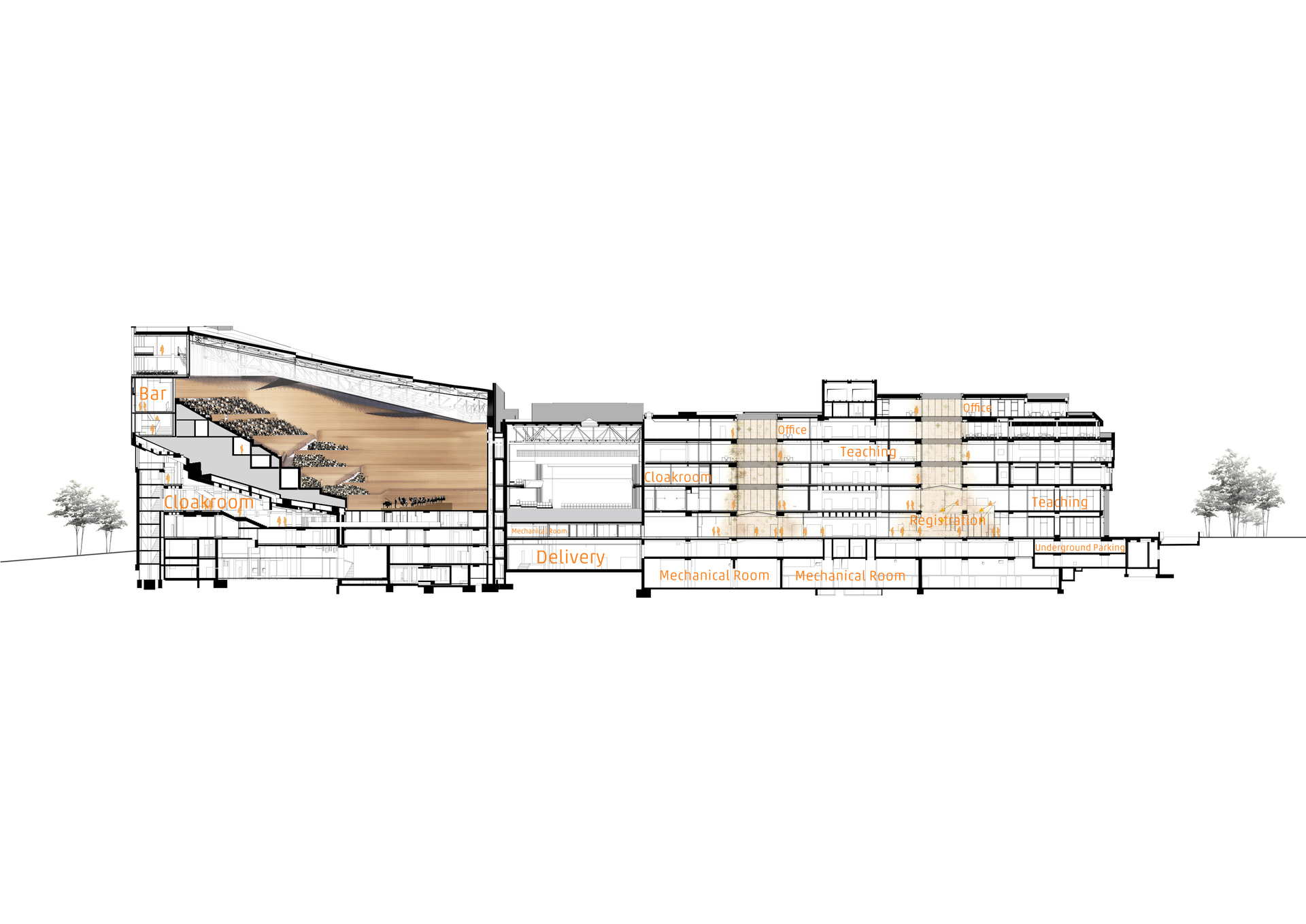 Longitudinal Section Longitudinal Section